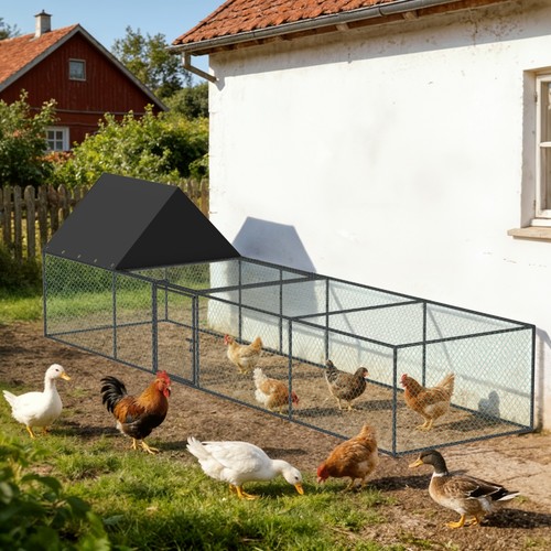 Chicken run cage walk - chicken,