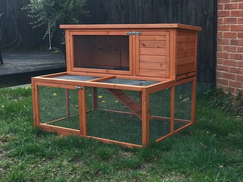 Rabbit guinea pig - /,