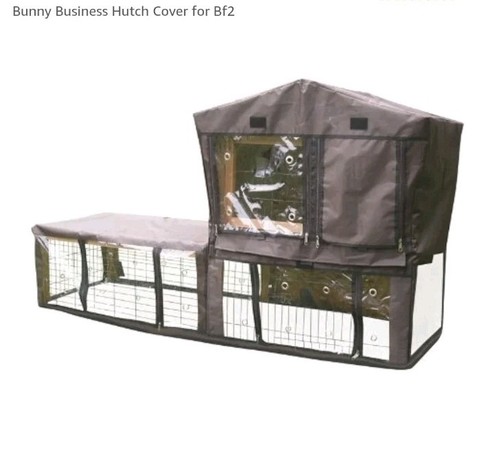 Bunny business rabbit guinea - business, rabbit/guinea